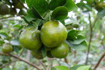 jeruk kintamani bali