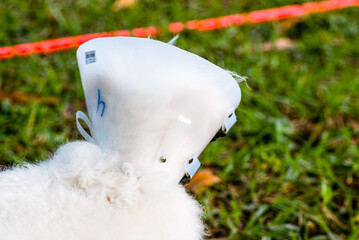White dog with Elizabethan collar