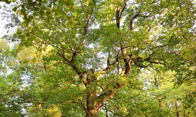 Close-up of mighty deciduous tree in the green forest (public park). Atmospheric summer landscape....