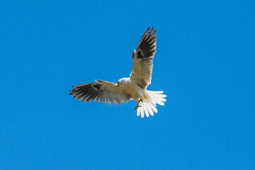 White-tailed Kite (Elanus leucurus) in Flight