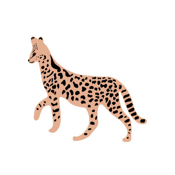 Leopard or cheetah exotic animal.  Cute cartoon character. Vector wild cat  isolated on white background. Perfect for kids app, game, book, print, cards, sticker.