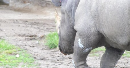 Female rhino walking from right to left across a muddy field with chalk markings on her body