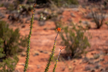 Tall desert plant