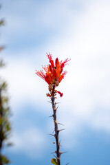 Red desert plant in bloom
