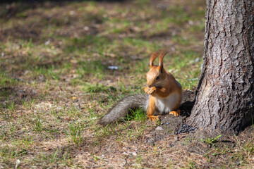 Naklejka na ściany i meble Red squirrel in the spring in the forest
