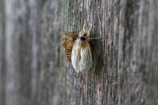 Cicada Nymph insects - Brood X