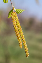 young green shoots of birch catkins on a blurred background