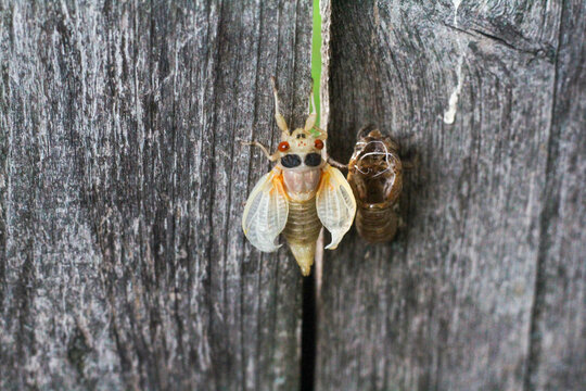 Cicada Nymph insects - Brood X