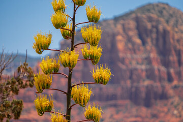 Agave blossoms in Sedona
