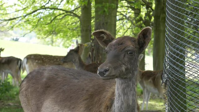 Vulnerable fallow gullible deer looking out for predators