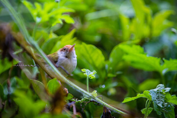 baby bird on a branch