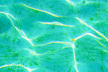 Turquoise Blue Pool Water Texture