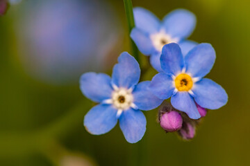 Myosotis flowers in the garden, macro	