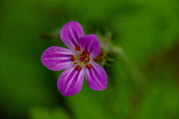 Fototapeta premium Geranium robertianum growing in the field, macro 