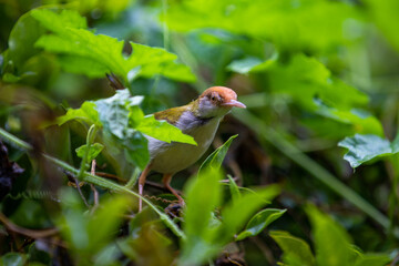 baby bird on a branch