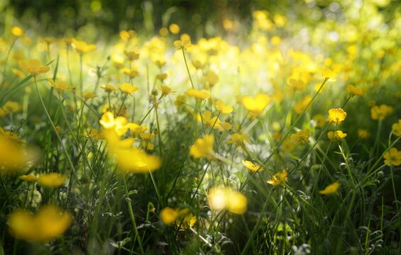 Green lawn with blooming yellow wildflowers (Ranunculus polyanthemos) on a clear sunny day. Spring, summer beginning. Forest, public park. Soft sunlight, sunbeams. Nature, botany, environment, ecology