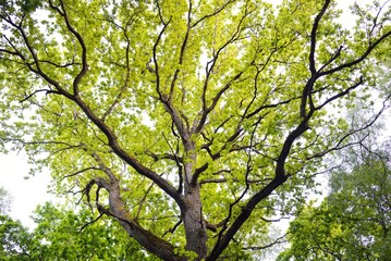 Close-up of mighty sorcerer oak tree in the green deciduous forest (public park). Atmospheric...