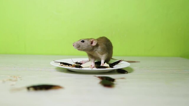 The rat is sitting on a plate. Dishes with cockroaches and food leftovers.
