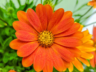 Bornholmer Margerite