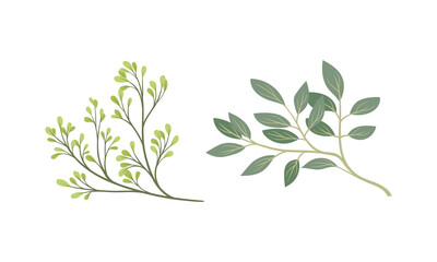 Sprigs and Twiglets with Green Leaves as Botanical Foliage Vector Set