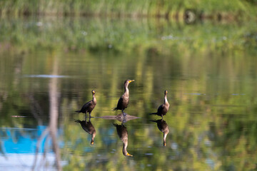 three cormorants perched on a trunk floating on the water with a mirror effect