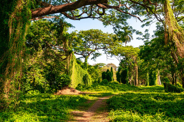 Beautiful nature by the banks of the Almendares River, Havana, Cuba