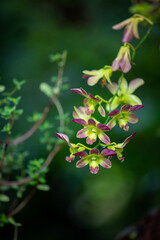 close up of a purple and green orchid flowers
