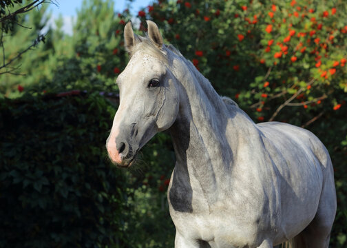 Holsteiner horse portrait in summer background
