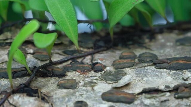An ant is walking on a log with green grass in the background.