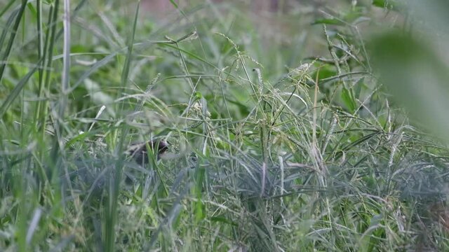 Darwin's Finches Looking For Food In The Grass