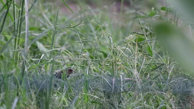 Darwin's Finches Looking For Food In The Grass