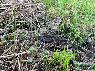 little duck sitting in the grass