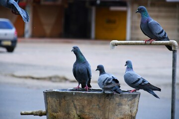 Pigeons on water pot and drinking water,
Domestic pigeons / feral pigeon (Gujarat - India) flock in flight against blue sky
Domestic pigeons / feral pigeon, Birds flying in the sky

