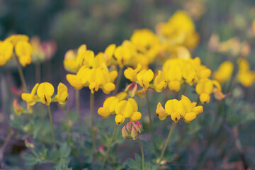 Lotus corniculatus.