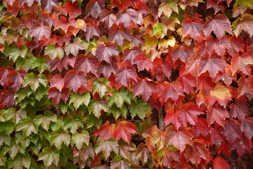 紅葉した蔦