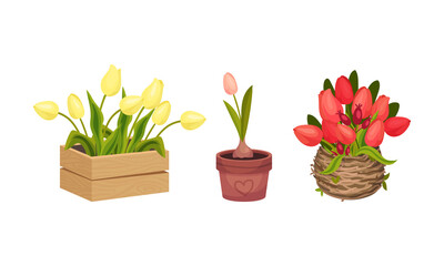 Tulip Flowers Growing in Flowerpot on Garden Bed Vector Set