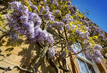 Wisteria blossom tree by the  by the house spring 2021 Northern Ireland
