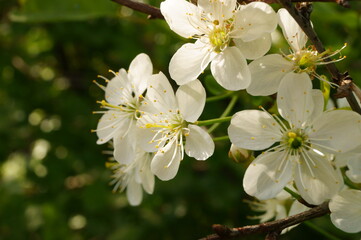 Close-up photo of cherry (Prunus cerasus) flowers. Sunny spring day.