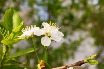 Close-up photo of cherry flowers.