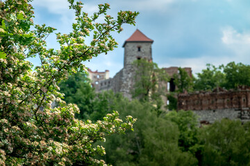 Fototapeta na wymiar Białe kwiaty i zamek w tle z niska głebia ostrości