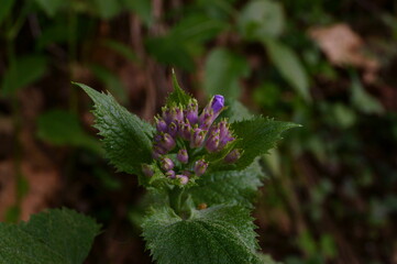 Close-up photo of beautiful spring forest flover( maybe lamium)