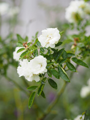 white Rose flower blooming in garden blurred of nature background, copy space concept for write text design in front background for banner, card, wallpaper, webpage, greeting card Valentine Day