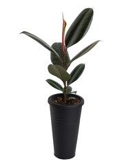 RUBBER PLANT (FICUS ELASTICA) in modern designed black long flower pot isolated on white background