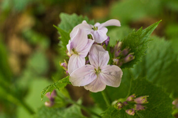 Close-up photo of perennial honesty (Lunaria rediviva) flowers