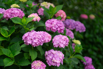 Fototapeta premium 紫陽花