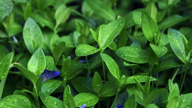 True Myrtle with water drops - common periwinkle (Vinca minor)