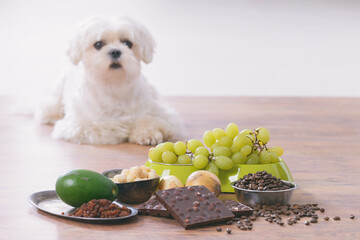 Little dog and food toxic to him - obrazy, fototapety, plakaty