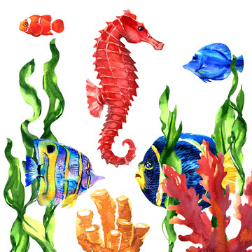 Coral reef with sea horse, tropical fish, seaweed, corals, under sea theme, set of elements, marine design, sea collection, underwater, isolated hand drawn watercolor illustration on white background