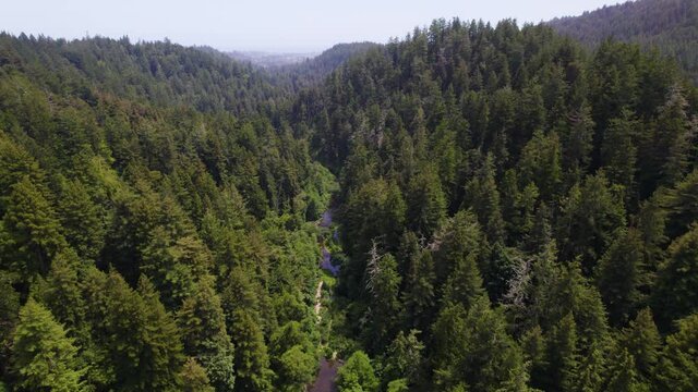 Drone Footage Flying over the forest trees. Aerial video of redwood forest in California. Long birds eye view of river in the mountains with sequoia trees.