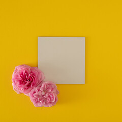 fresh white and pink roses and square frame with copy space on the summer sunny illuminating background. creative summer background. minimal flat lay.